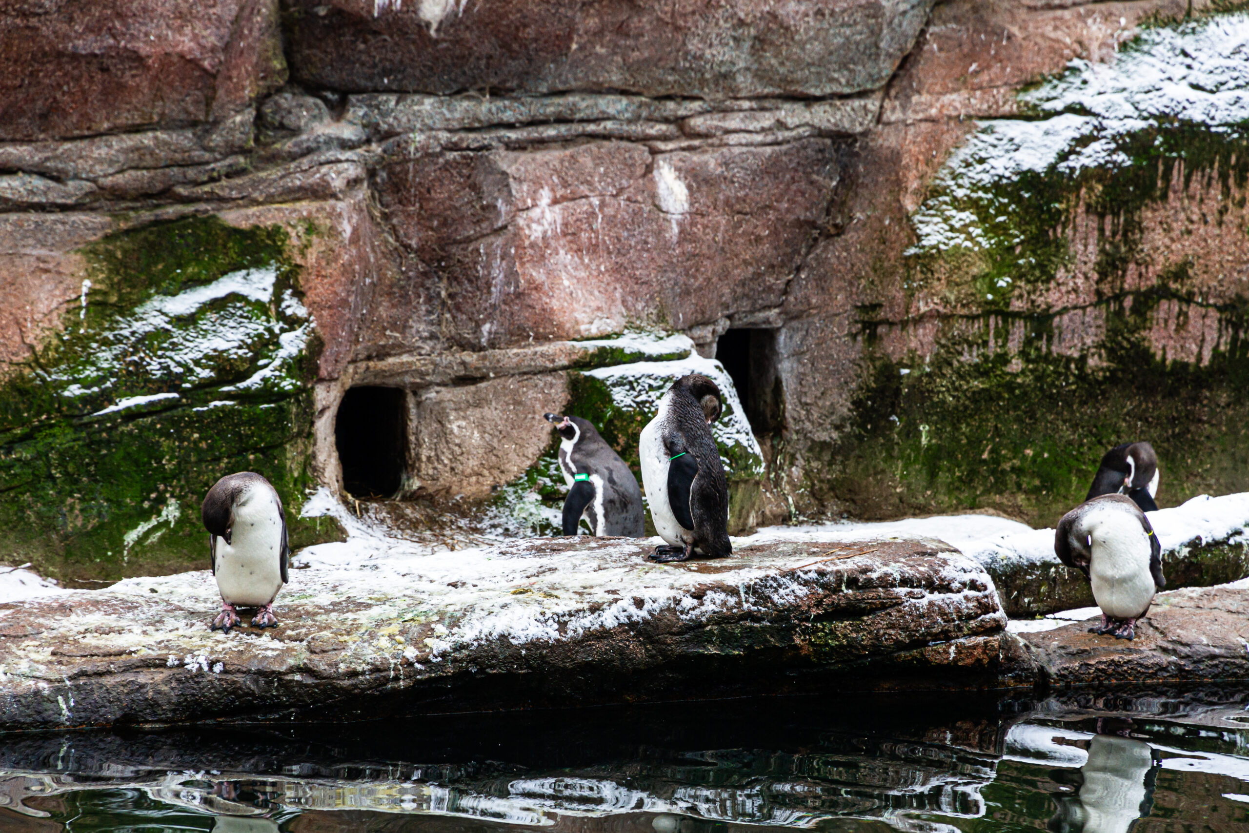 240113_Zoo-Limbach-Pinguine